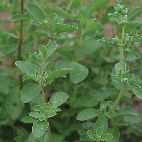Herb, Sweet Marjoram small flower pot  