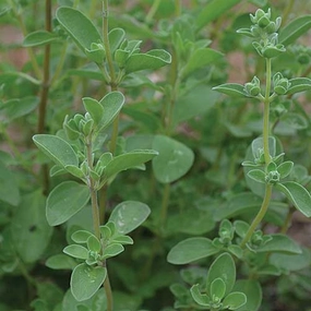 Herb, Sweet Marjoram small flower pot  