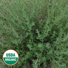 Herb, Thyme Organic Seeds floating plant shelf  