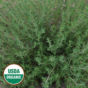 Herb, Thyme Organic Seeds small flower pot  