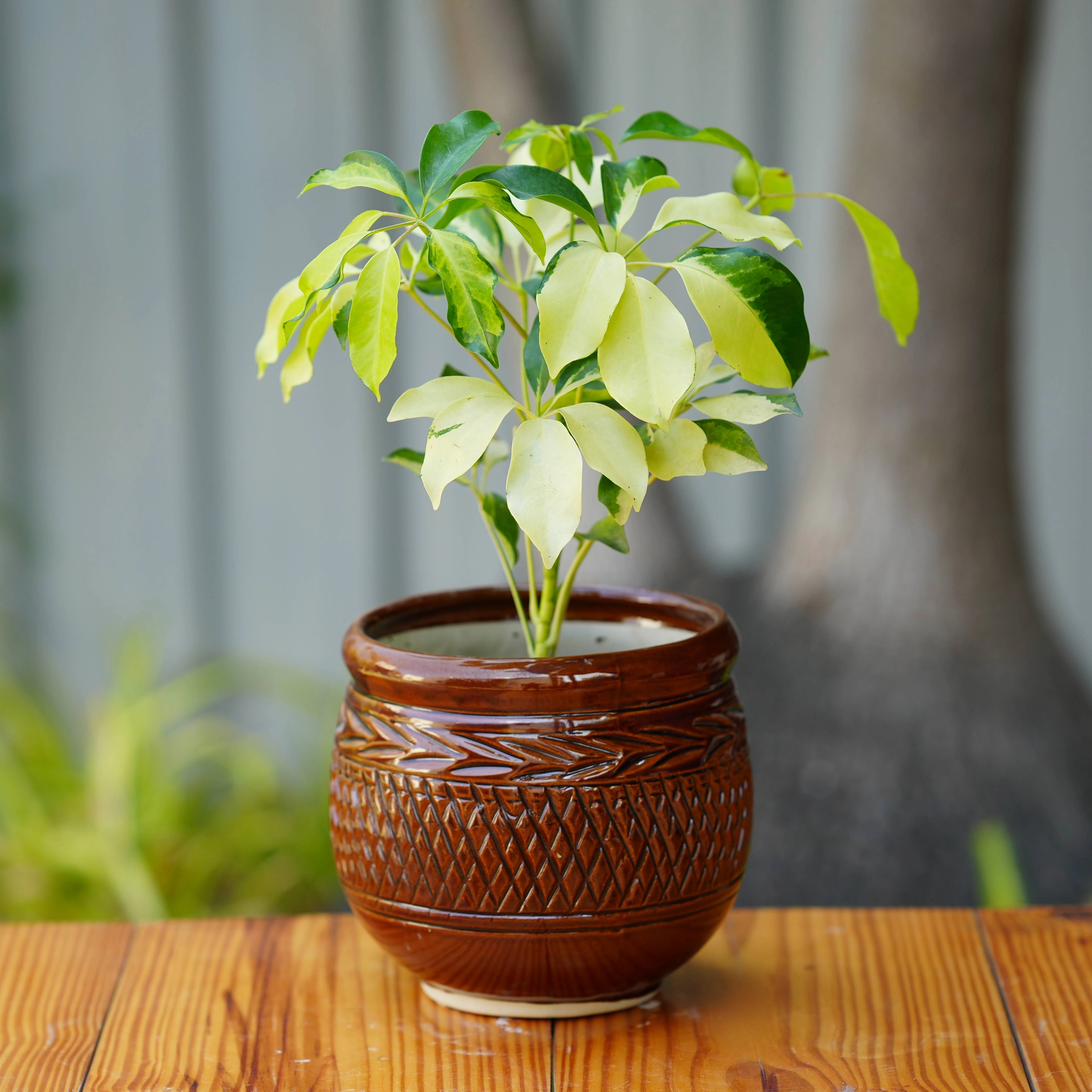 Herringbone Ceramic Planter with Woven Pattern