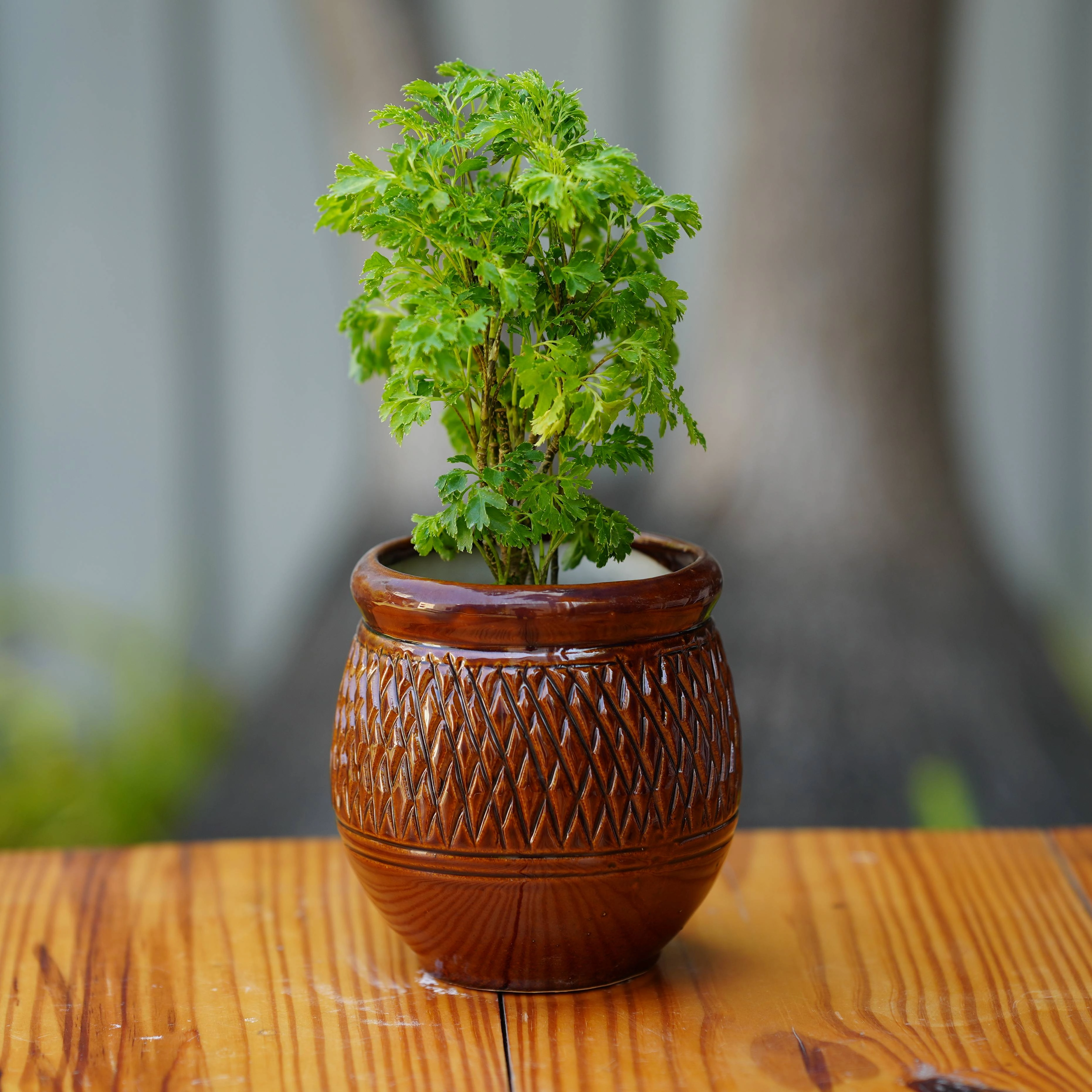 Herringbone Ceramic Planter with Woven Pattern