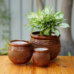 Herringbone Ceramic Planter with Woven Pattern cactus succulent plant  