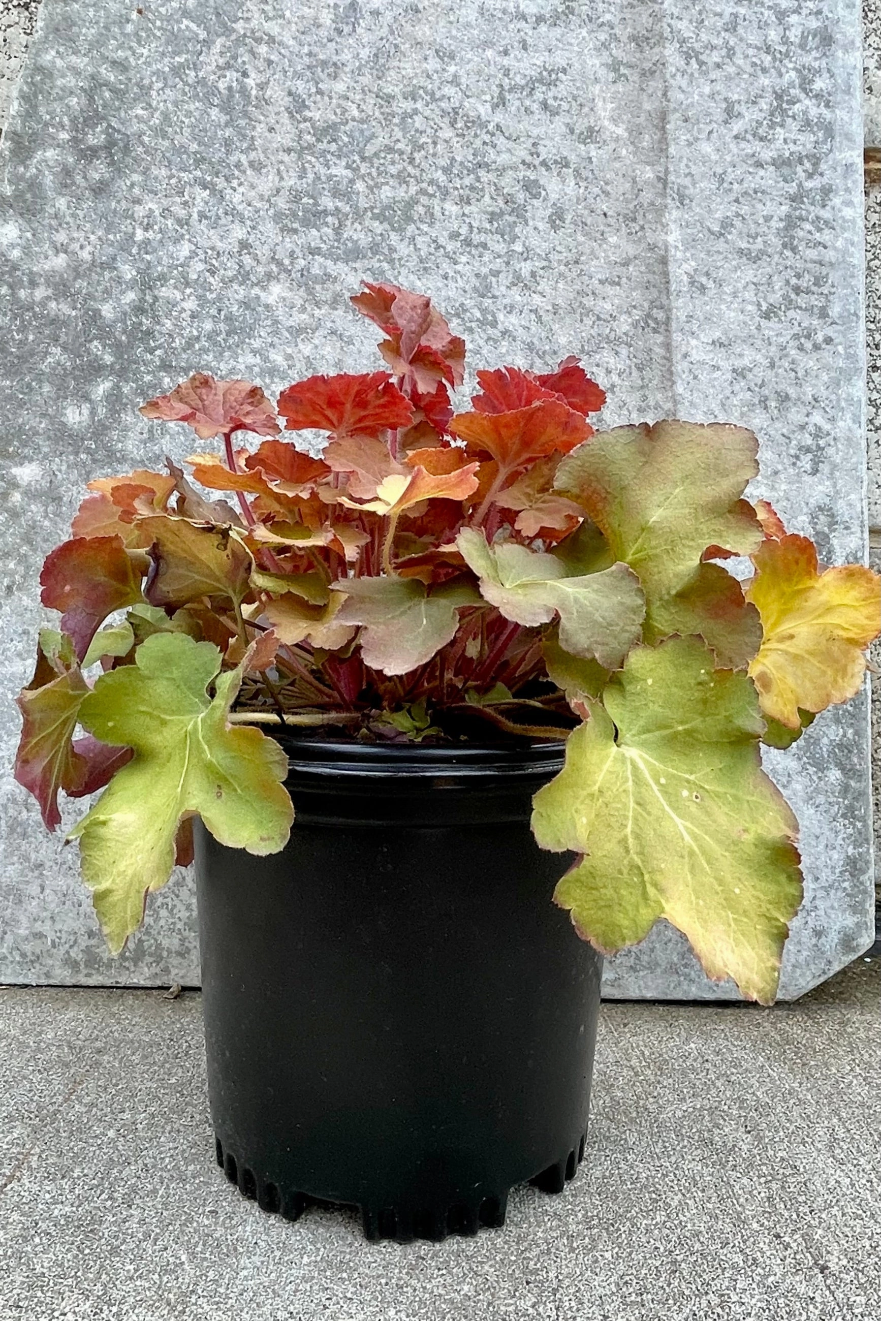 Heuchera 'Caramel' #1