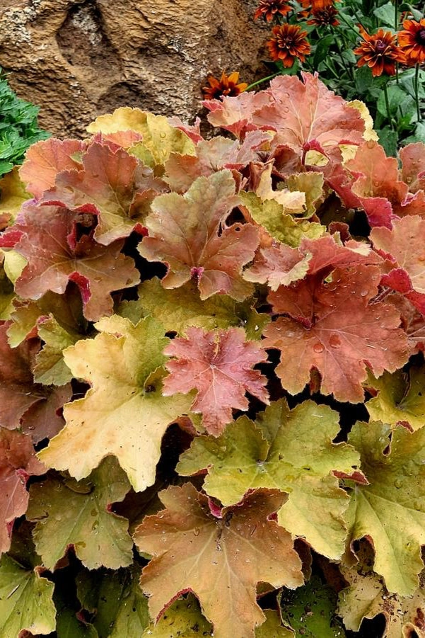 Heuchera 'Caramel' #1