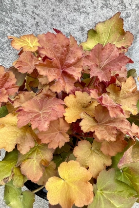 Heuchera 'Caramel' #1 decorative flowerpot  