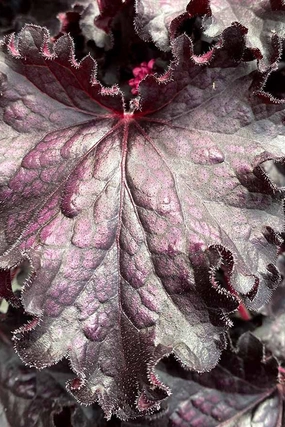 Heuchera 'Forever Midnight' #1 decorative flowerpot  
