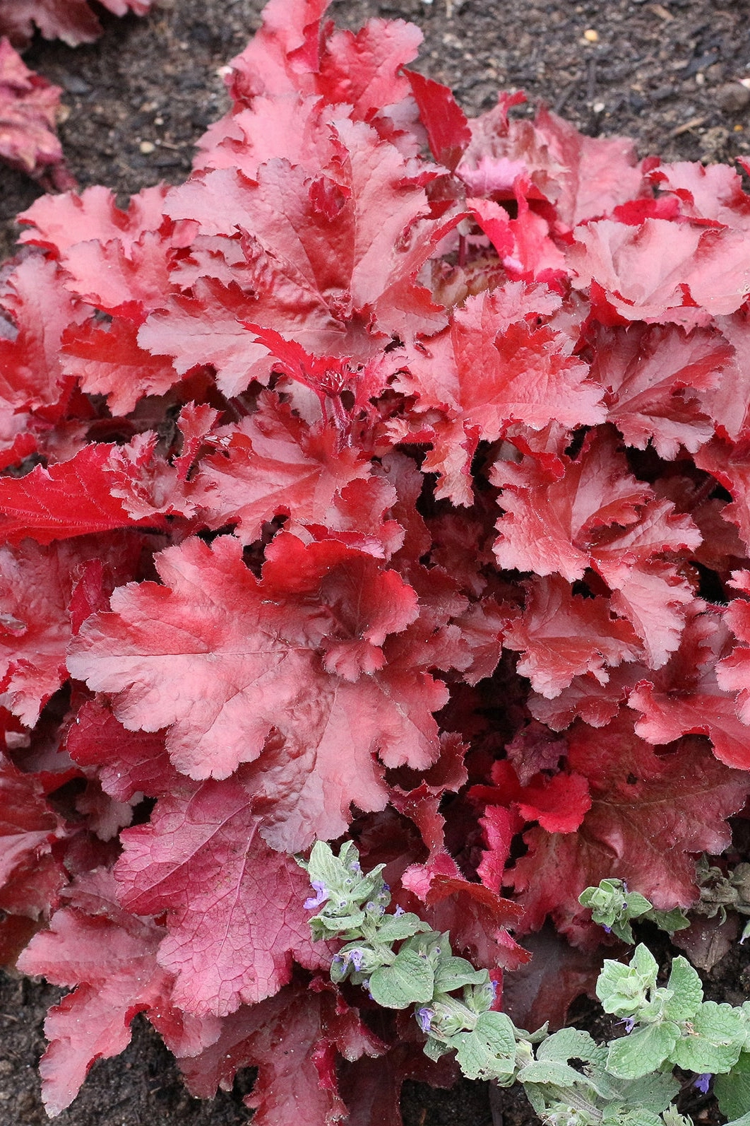 Heuchera 'Forever Red' #1