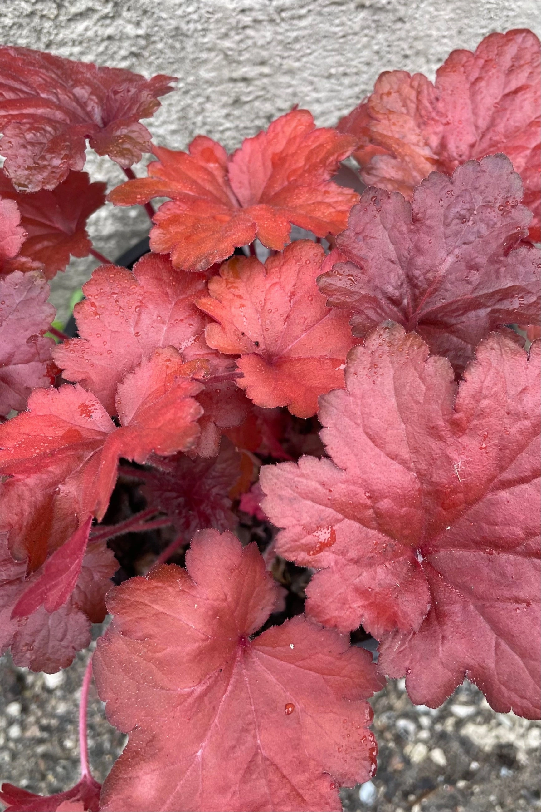 Heuchera 'Forever Red' #1 decorative flowerpot  