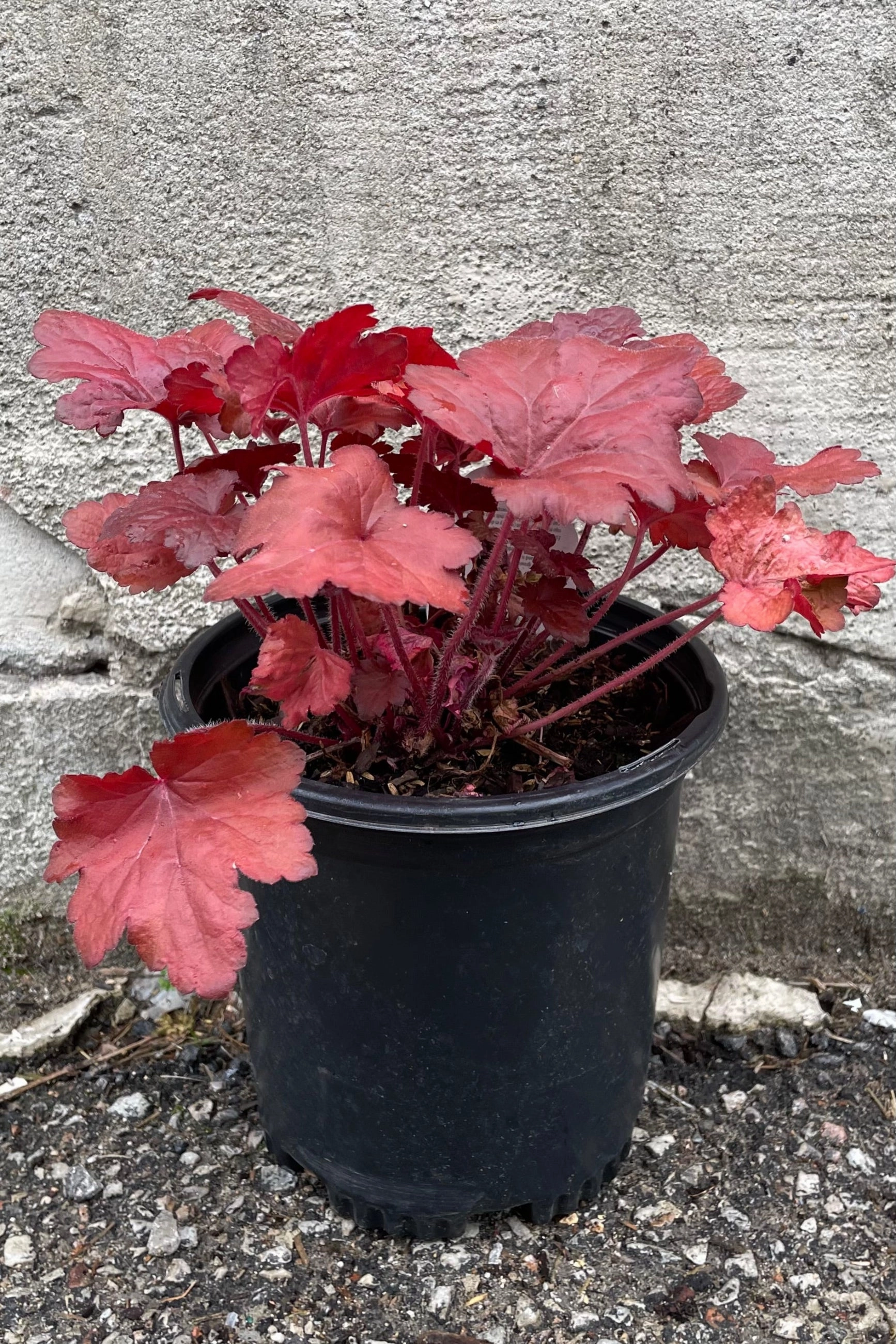 Heuchera 'Forever Red' #1