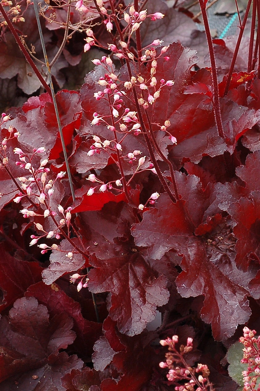 Heuchera 'Forever Red' #1