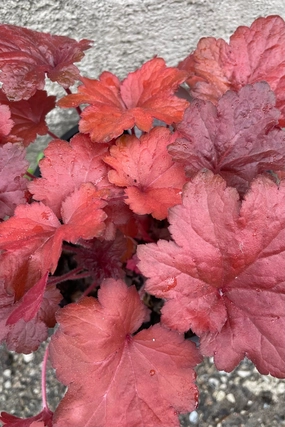Heuchera 'Forever Red' #1 decorative flowerpot  