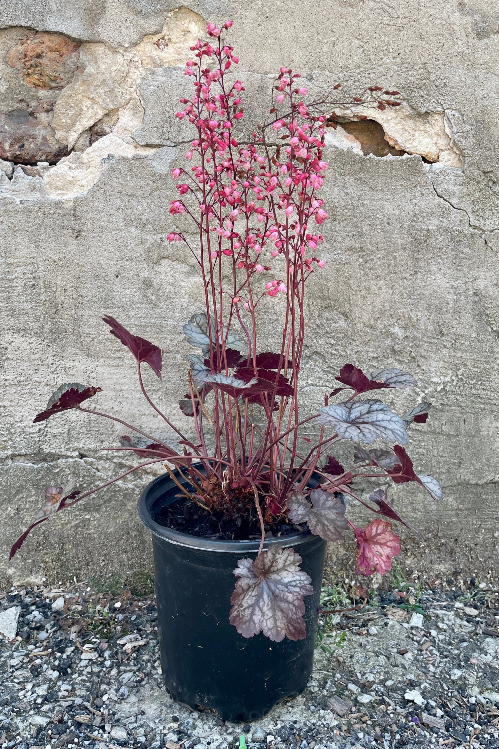 Heuchera 'Glitter' #1