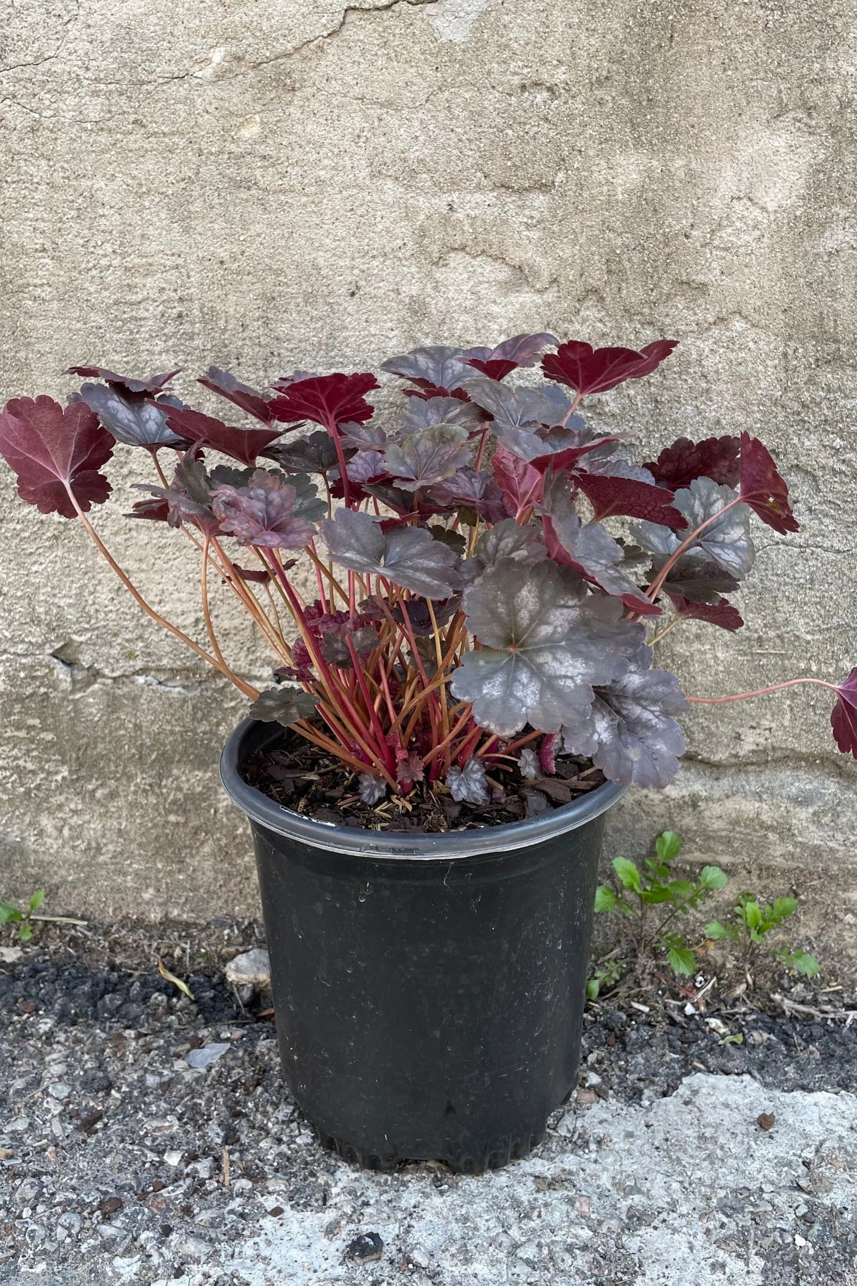 Heuchera 'Glitter' #1