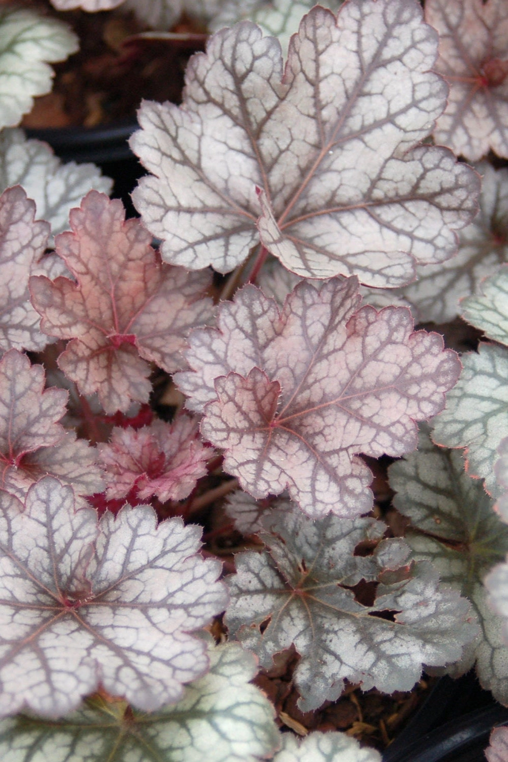 Heuchera 'Glitter' #1