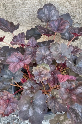 Heuchera 'Glitter' #1 decorative flowerpot  
