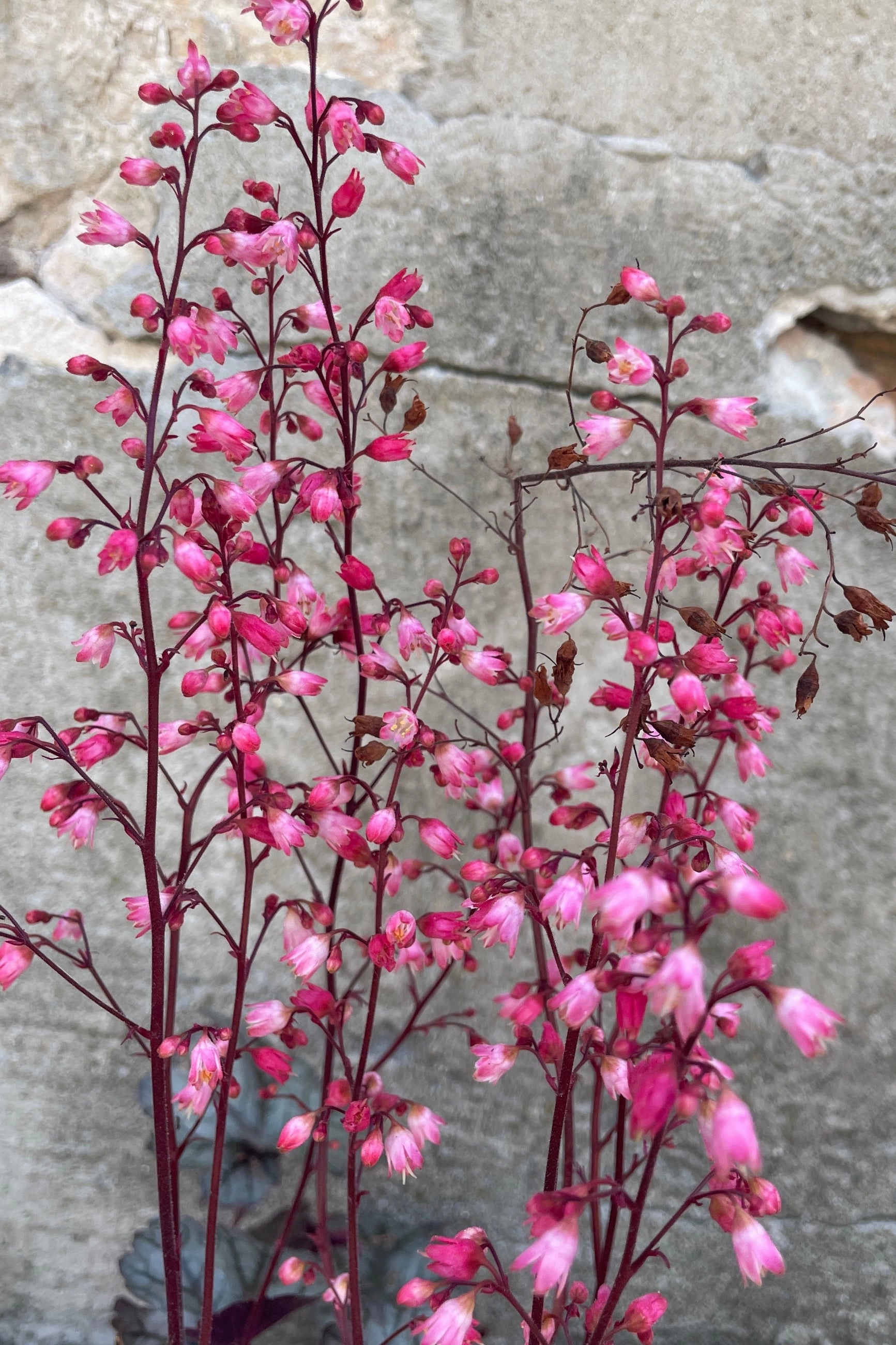 Heuchera 'Glitter' #1