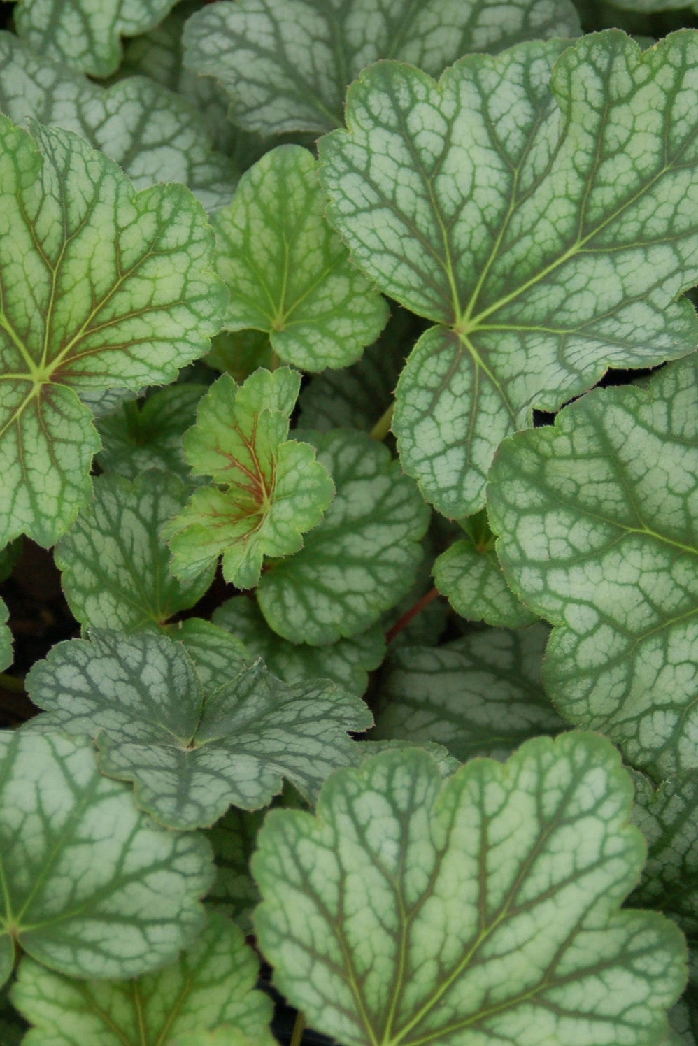 Heuchera 'Green Spice' #1