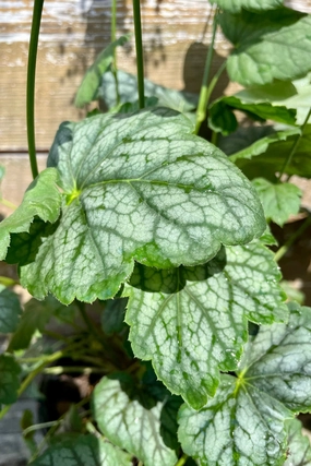 Heuchera 'Green Spice' #1 decorative flowerpot  