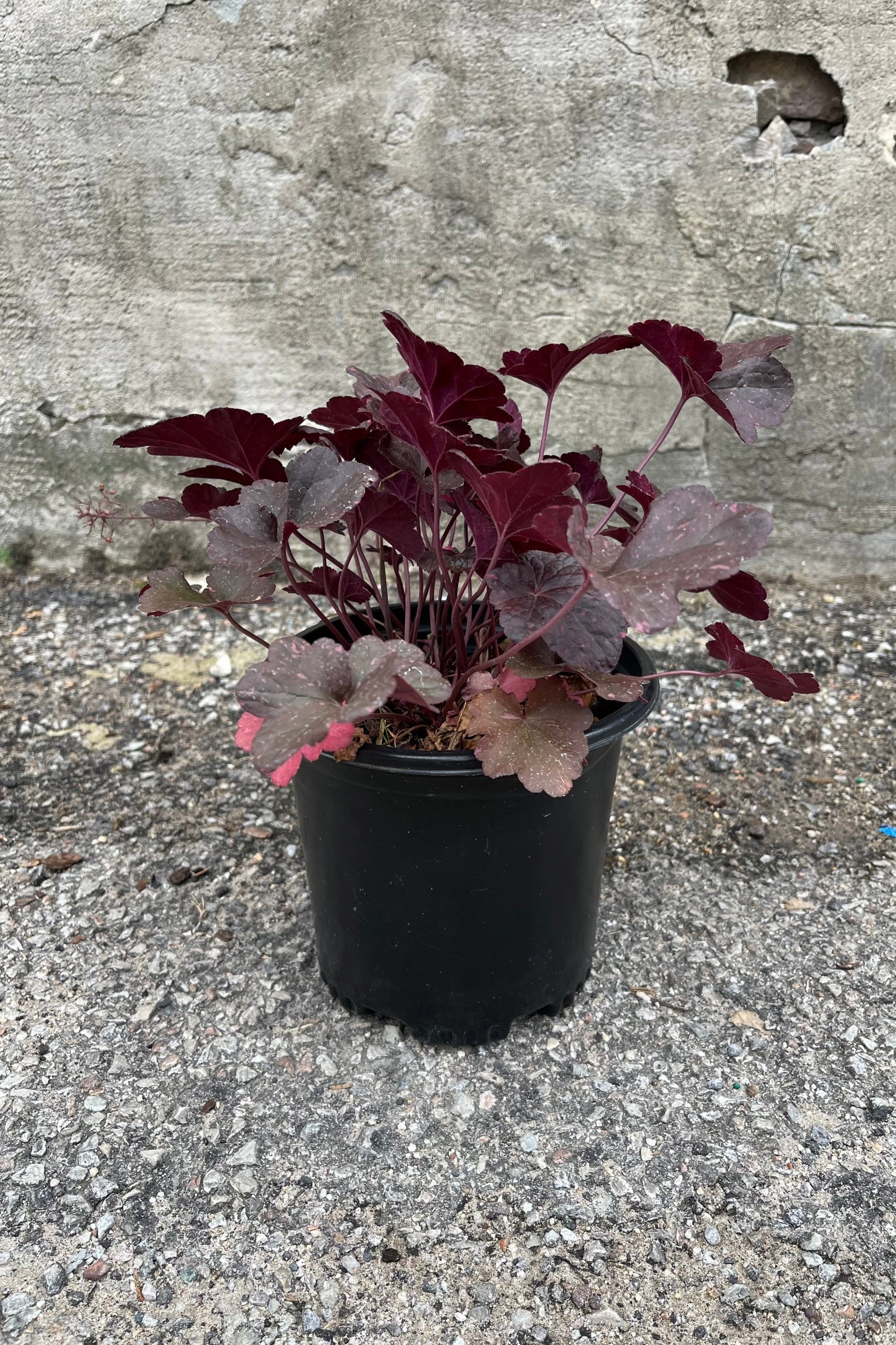 Heuchera 'Midnight Rose' #1