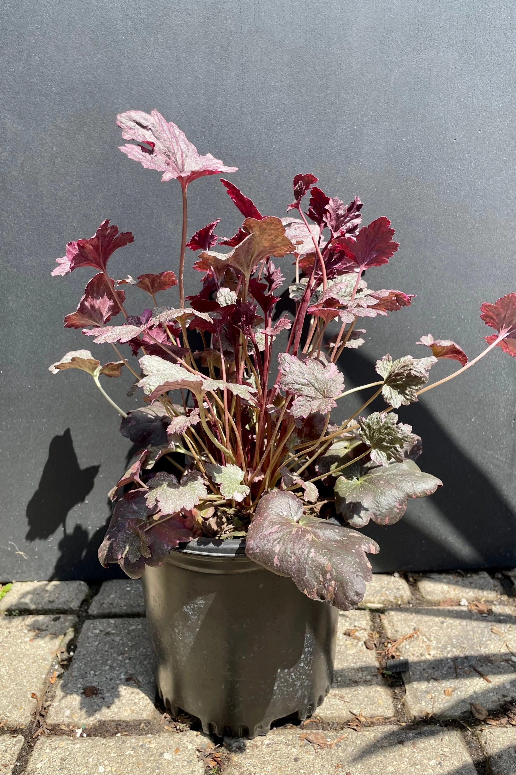 Heuchera 'Midnight Rose' #1
