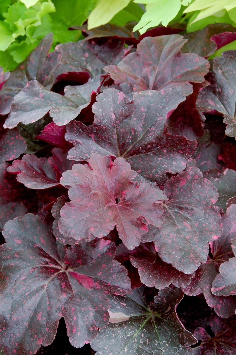 Heuchera 'Midnight Rose' #1