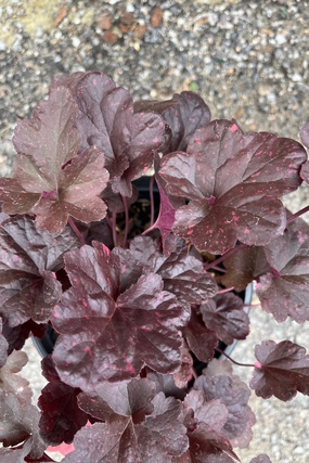 Heuchera 'Midnight Rose' #1 decorative flowerpot  