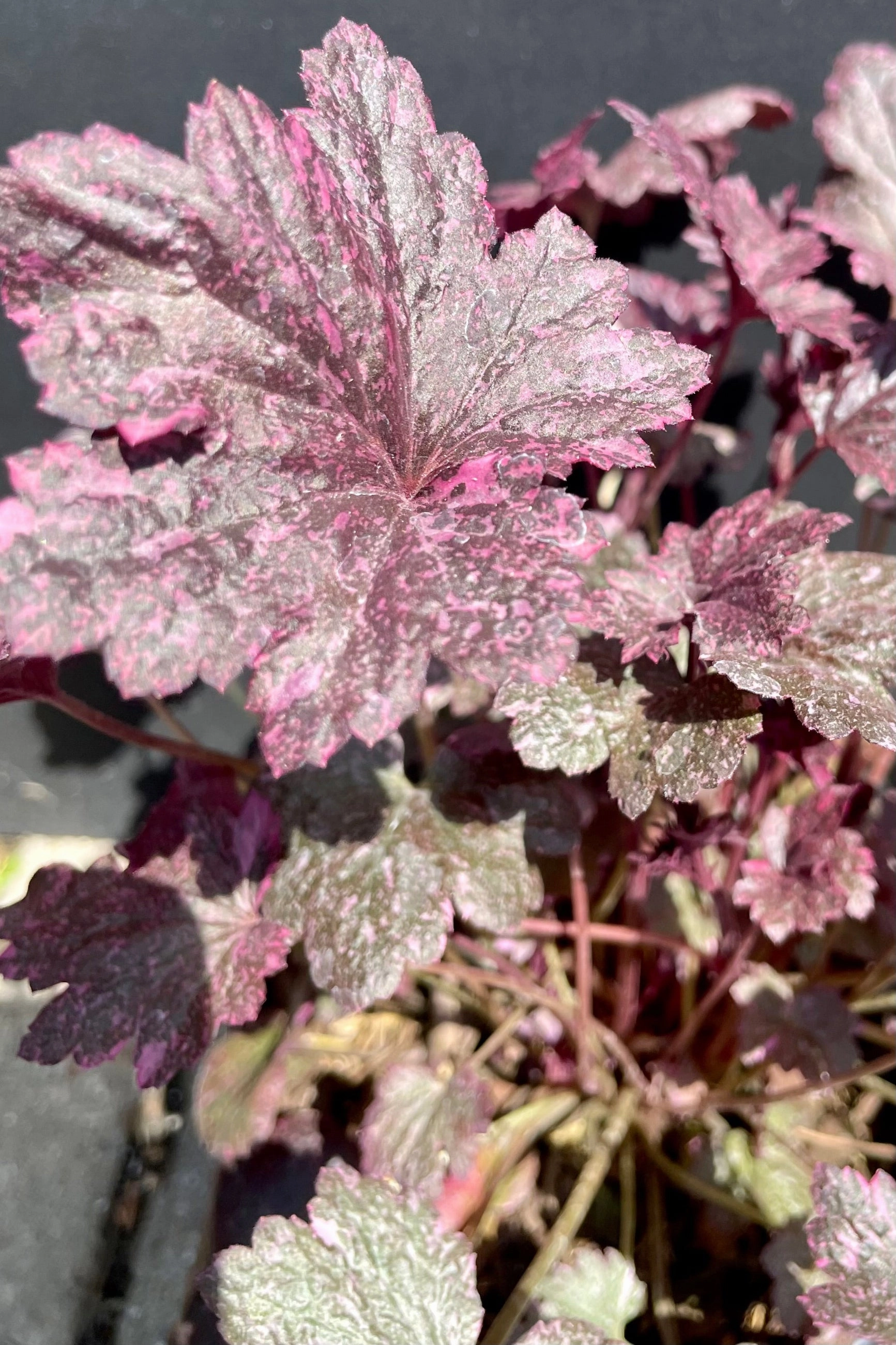 Heuchera 'Midnight Rose' #1