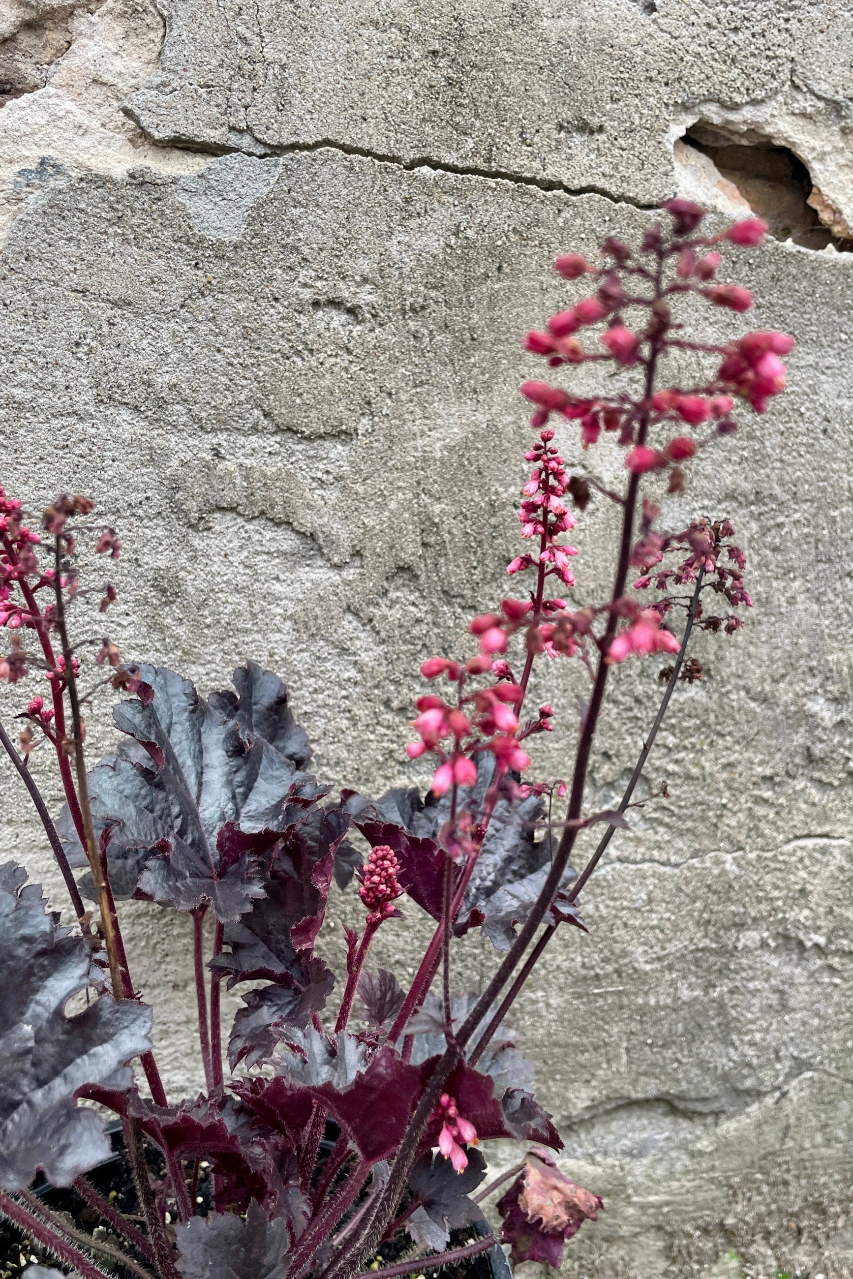 Heuchera 'Timeless Night' #1
