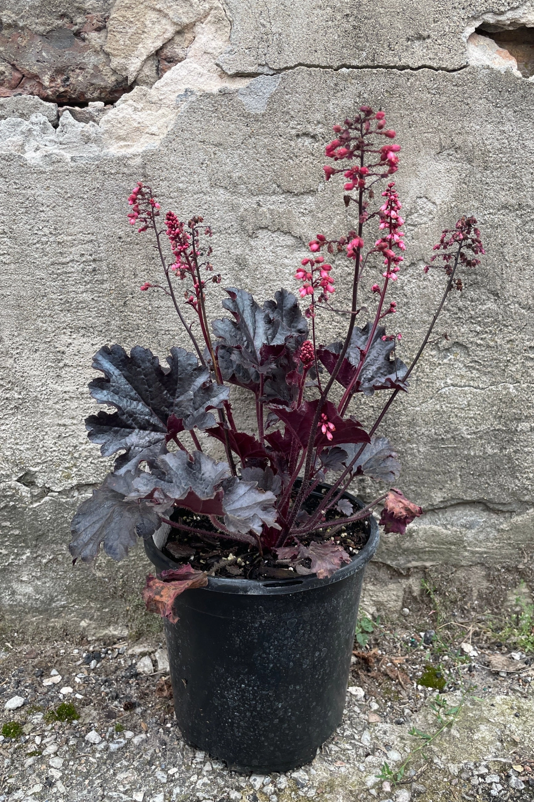 Heuchera 'Timeless Night' #1