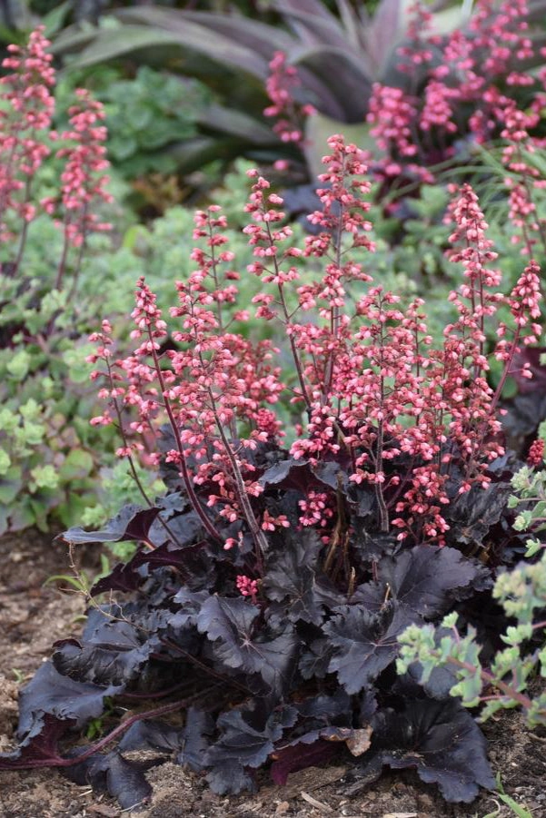 Heuchera 'Timeless Night' #1