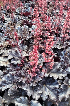 Heuchera 'Timeless Night' #1 decorative flowerpot  