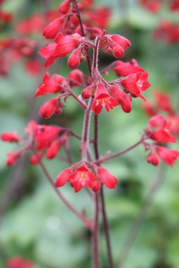 Heuchera s. 'Ruby Bells' #1