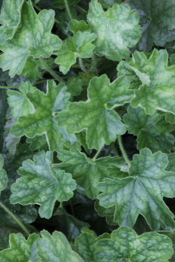 Heuchera s. 'Ruby Bells' #1