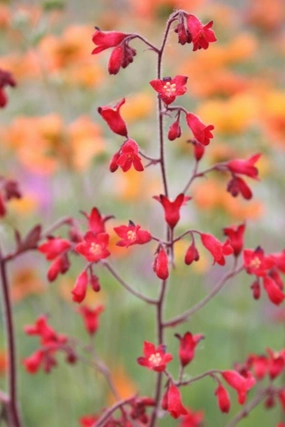 Heuchera s. 'Ruby Bells' 1qt decorative flowerpot  