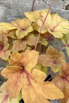 Heucherella 'Pumpkin Spice' #1 decorative flowerpot  