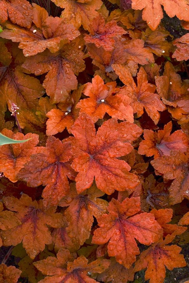 Heucherella 'Pumpkin Spice' #1