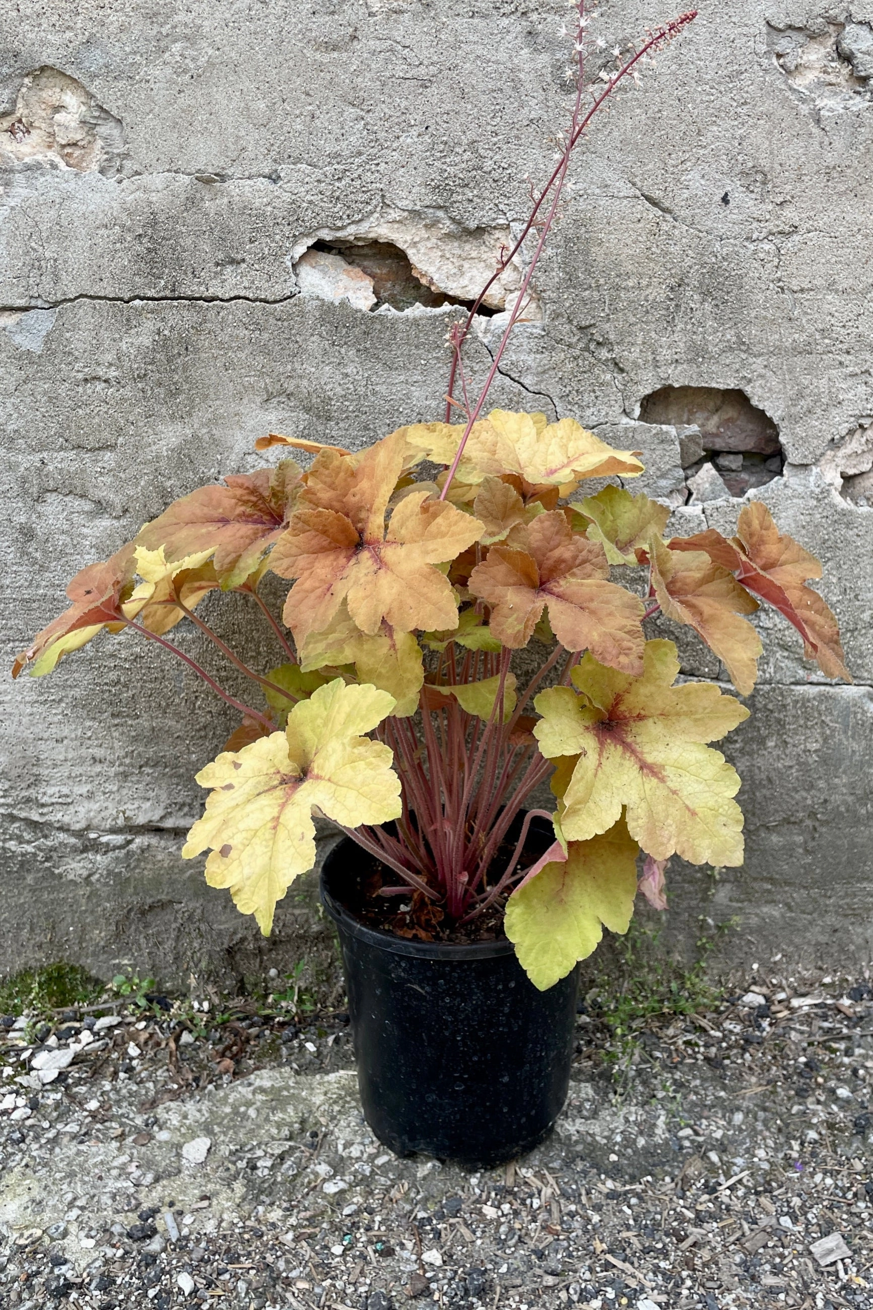 Heucherella 'Pumpkin Spice' #1