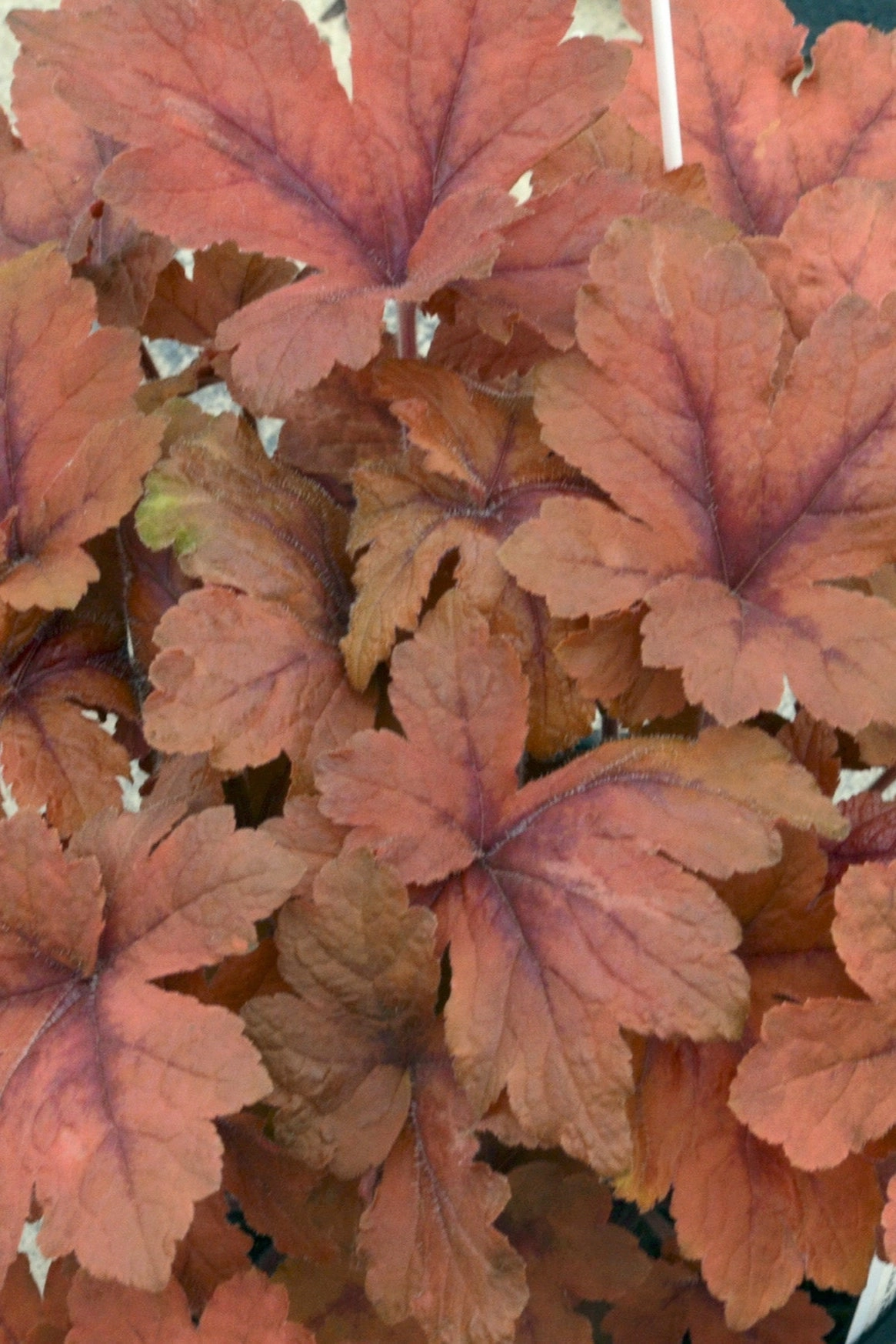 Heucherella 'Pumpkin Spice' #1