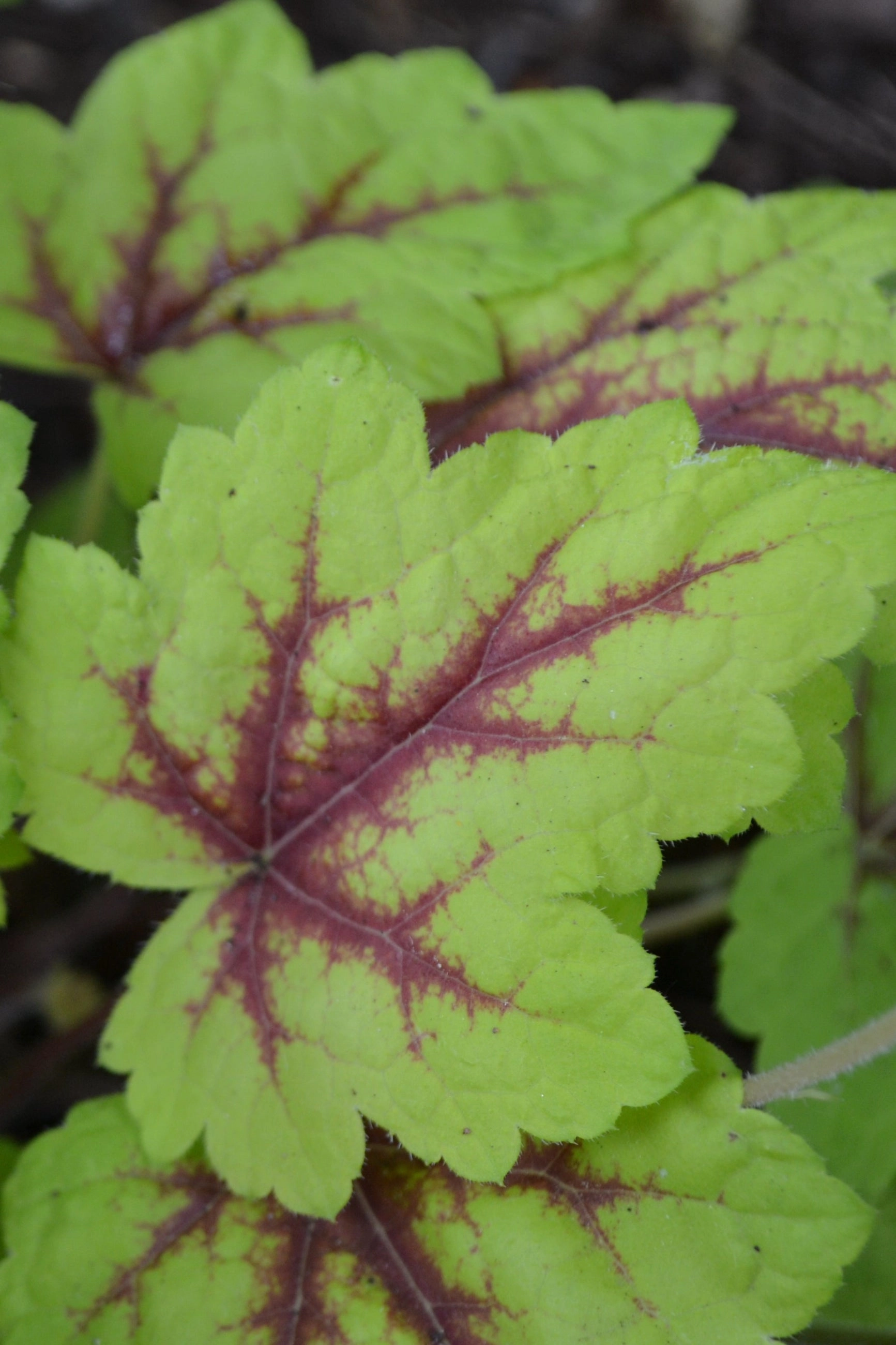 Heucherella 'Stoplight' #1
