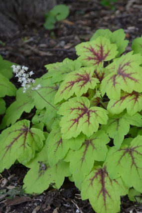 Heucherella 'Stoplight' #1 decorative flowerpot  