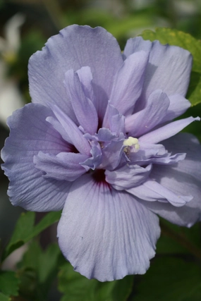 Hibiscus 'Blue Chiffon' #3 decorative flowerpot  
