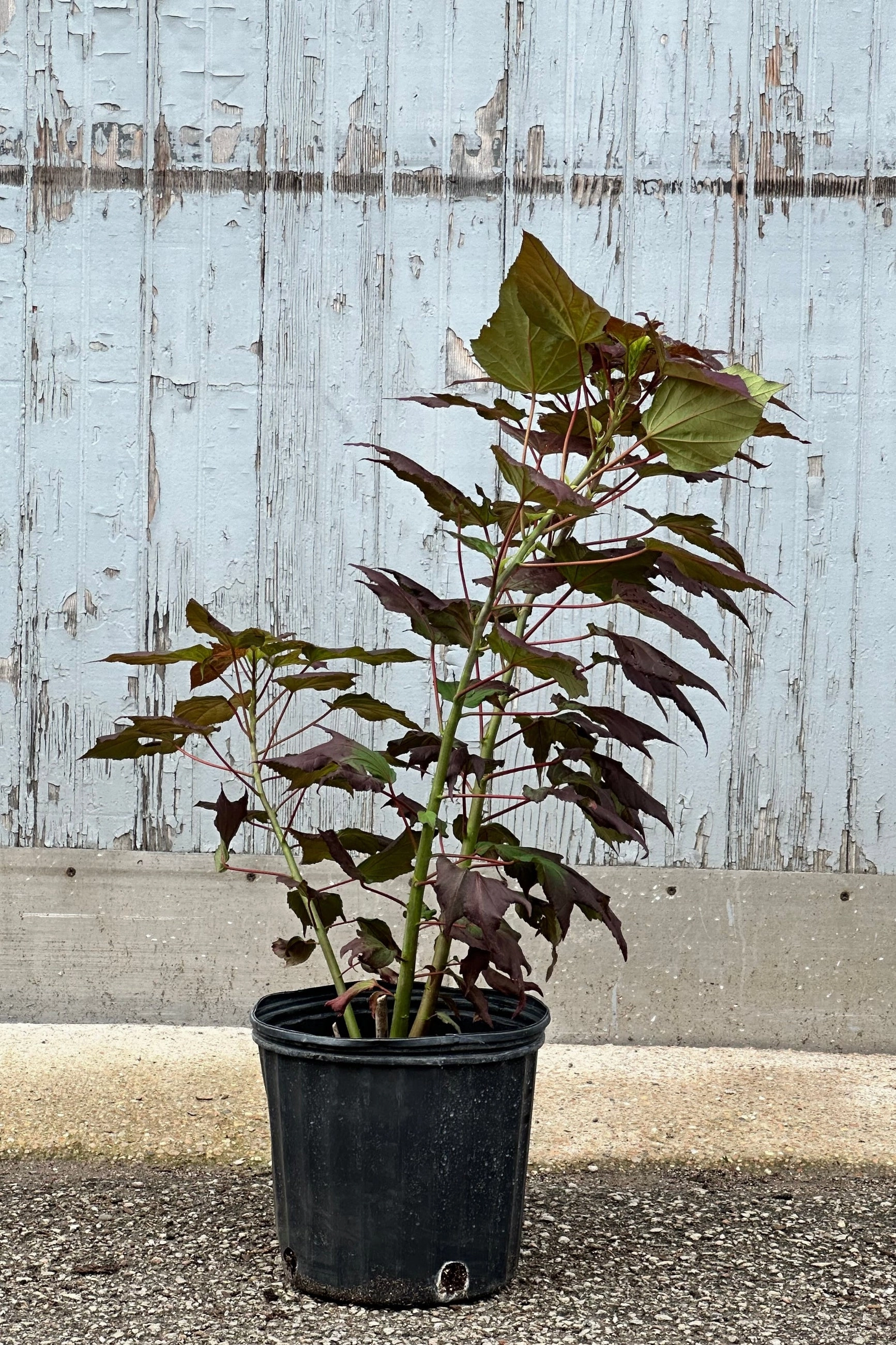 Hibiscus 'Dark Mystery' #3