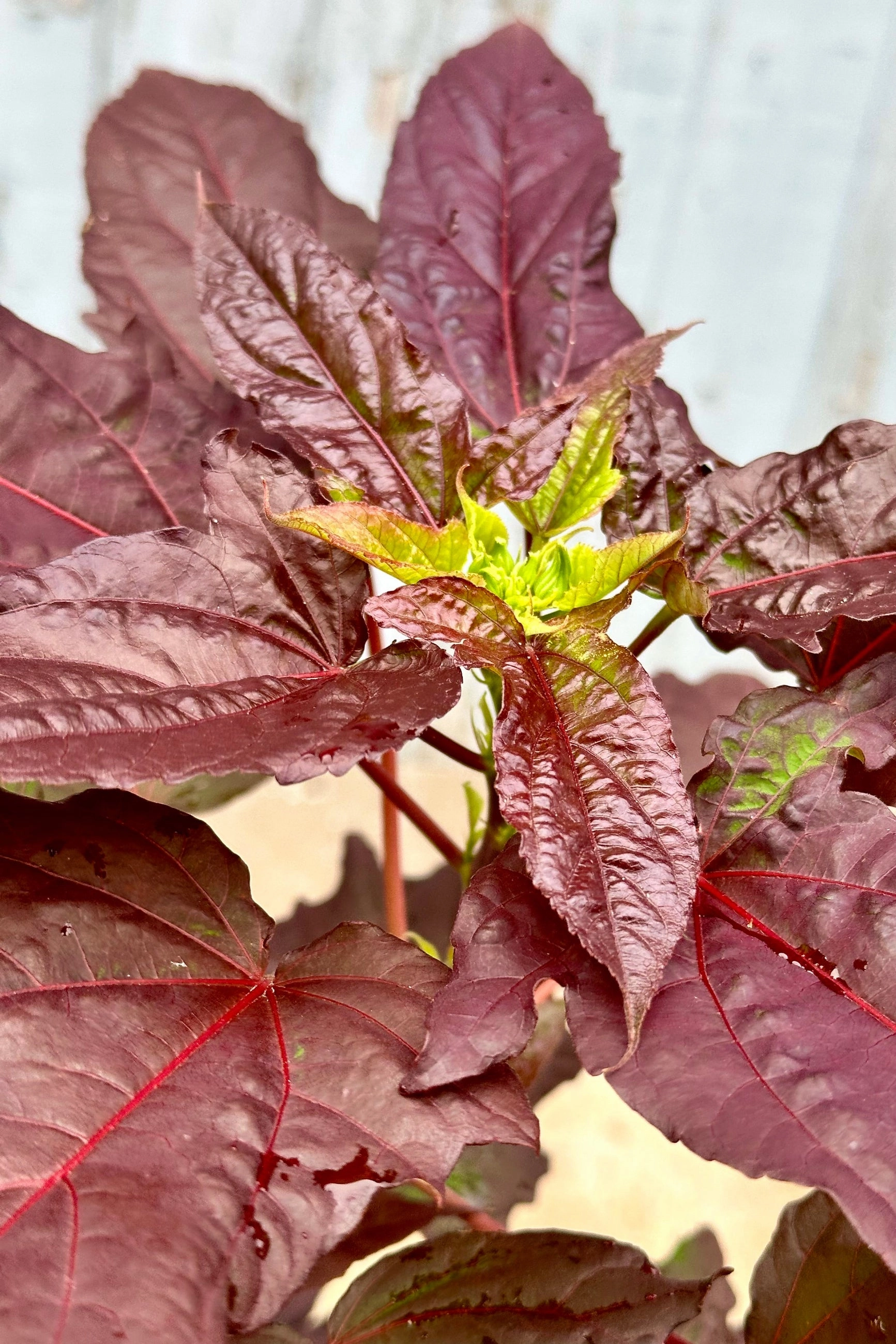 Hibiscus 'Dark Mystery' #3
