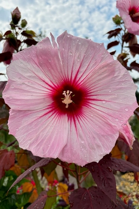 Hibiscus 'Dark Mystery' #3 decorative flowerpot  