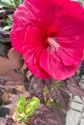 Hibiscus 'Mars Madness' #2 decorative flowerpot  