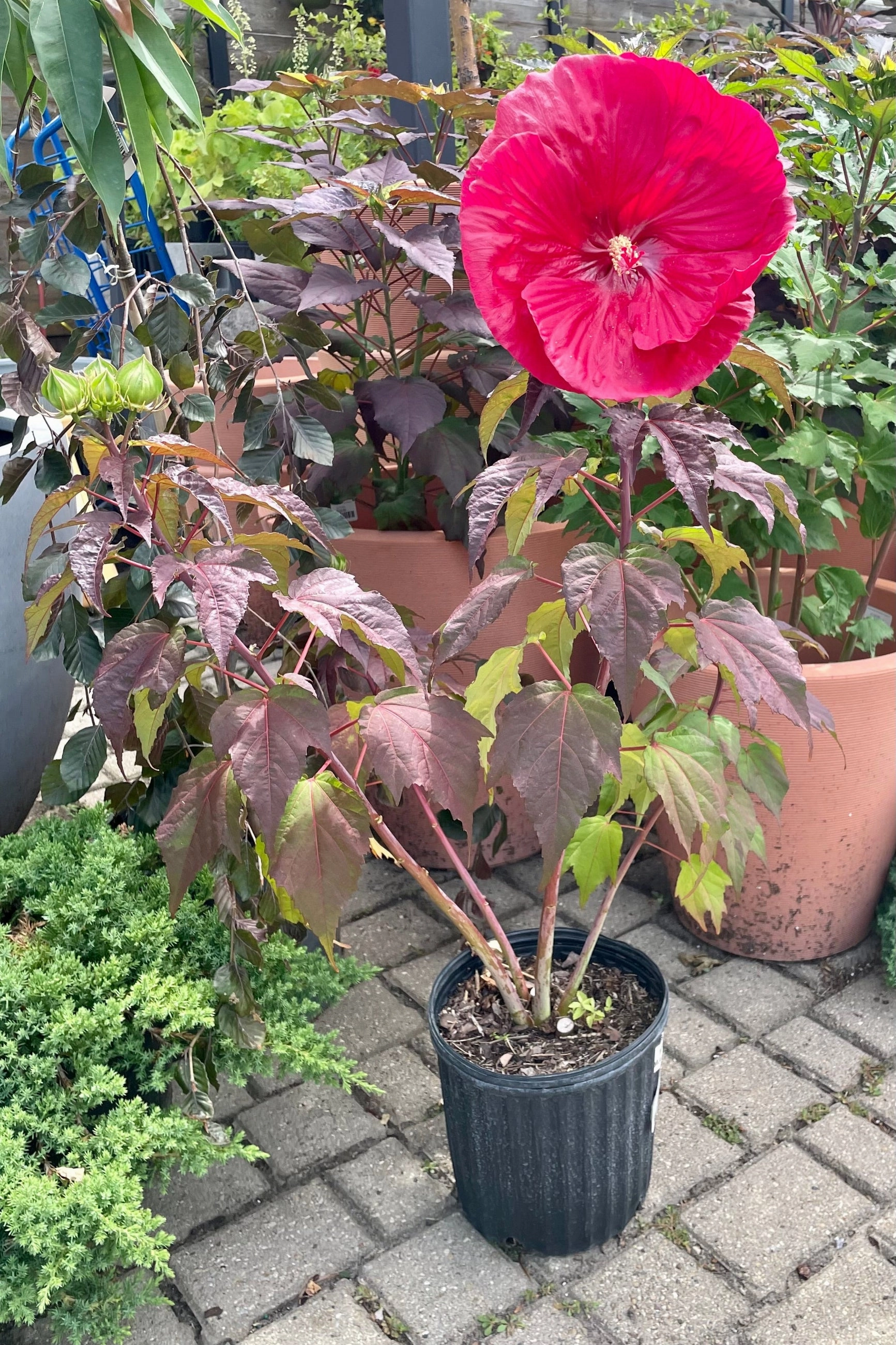 Hibiscus 'Mars Madness' #2