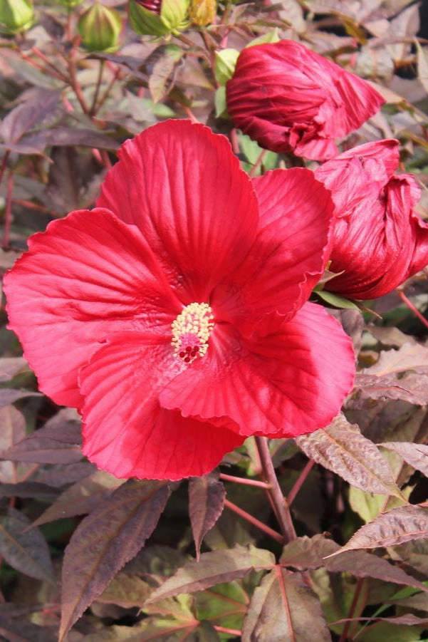 Hibiscus 'Midnight Marvel' #3