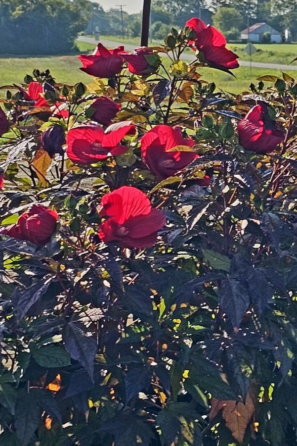 Hibiscus 'Midnight Marvel' #3