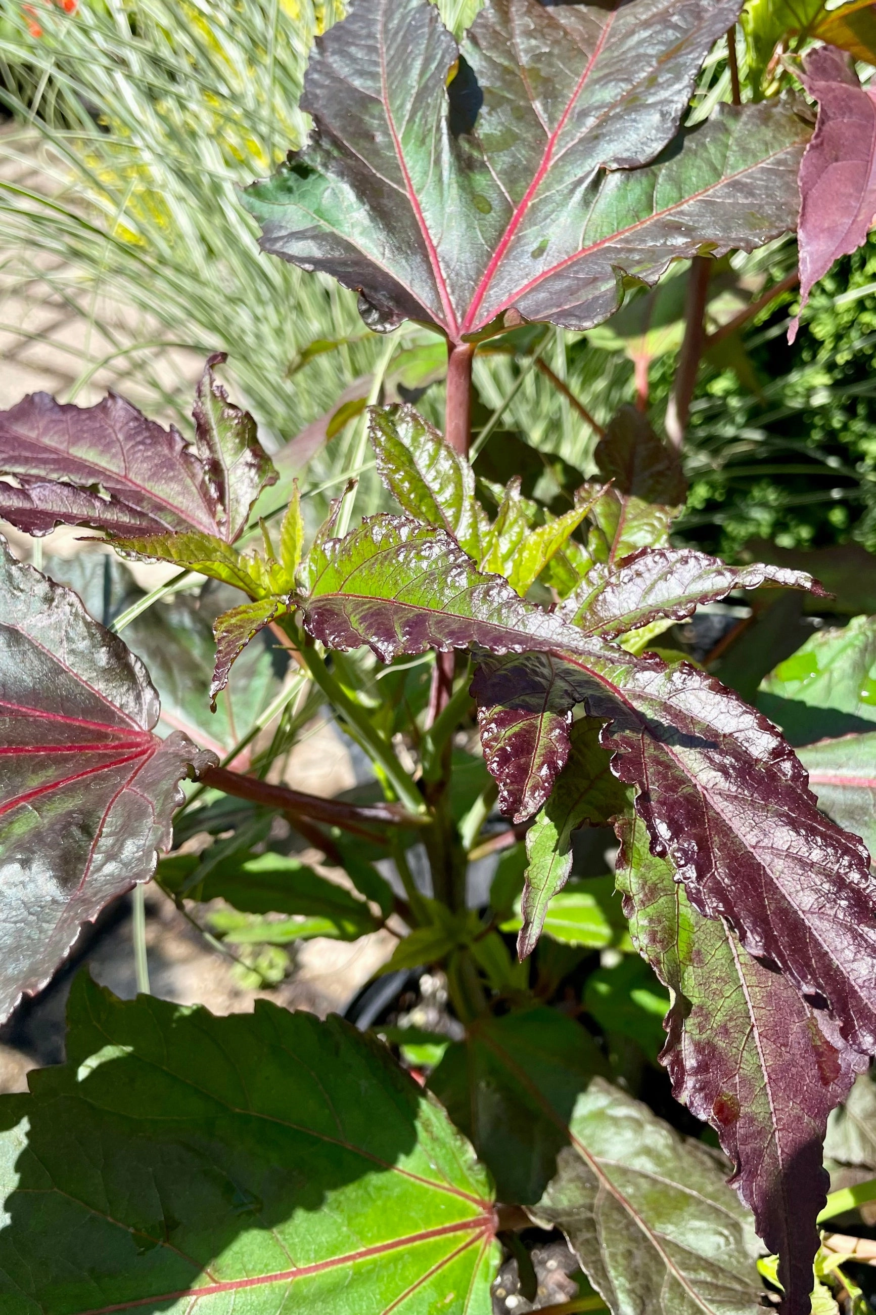 Hibiscus 'Midnight Marvel' #3
